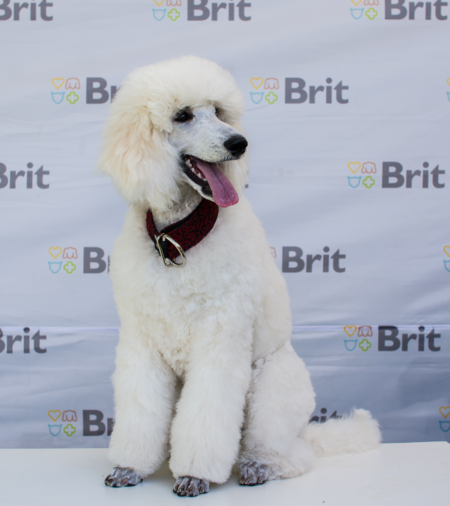 White store dog poodle